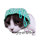 スコティッシュねこ   ひげまるくんの1日（個別スタンプ：2）
