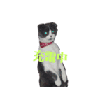 スコティッシュねこ   ひげまるくんの1日（個別スタンプ：3）