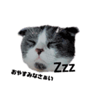 スコティッシュねこ   ひげまるくんの1日（個別スタンプ：5）