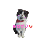 スコティッシュねこ   ひげまるくんの1日（個別スタンプ：6）