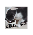 スコティッシュねこ   ひげまるくんの1日（個別スタンプ：8）