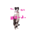 スコティッシュねこ   ひげまるくんの1日（個別スタンプ：9）