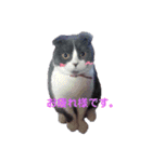 スコティッシュねこ   ひげまるくんの1日（個別スタンプ：10）