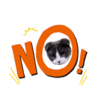 スコティッシュねこ   ひげまるくんの1日（個別スタンプ：11）