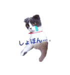 スコティッシュねこ   ひげまるくんの1日（個別スタンプ：12）