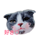 スコティッシュねこ   ひげまるくんの1日（個別スタンプ：13）