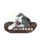 スコティッシュねこ   ひげまるくんの1日（個別スタンプ：14）