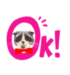 スコティッシュねこ   ひげまるくんの1日（個別スタンプ：15）
