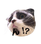 スコティッシュねこ   ひげまるくんの1日（個別スタンプ：16）