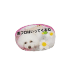 プードルたちの日常（個別スタンプ：15）