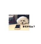 プードルたちの日常（個別スタンプ：39）