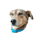 犬のルル（個別スタンプ：1）