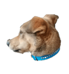 犬のルル（個別スタンプ：2）