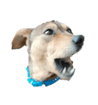 犬のルル（個別スタンプ：3）