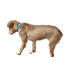 犬のルル（個別スタンプ：5）