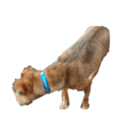犬のルル（個別スタンプ：6）