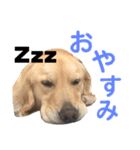 モアモアハッピーバレンタイン（個別スタンプ：13）