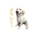 モアモアハッピーバレンタイン（個別スタンプ：15）