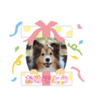 シェルティ ゆず＆むぎ＆ひな（個別スタンプ：6）