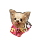親バカスタンプ④（個別スタンプ：2）