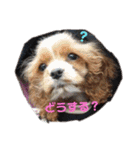 親バカスタンプ④（個別スタンプ：14）