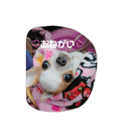 親バカスタンプ④（個別スタンプ：32）