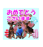 カラフルミニピンワールド（個別スタンプ：12）