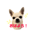 スムチのユキチ（個別スタンプ：1）