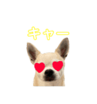 スムチのユキチ（個別スタンプ：5）