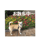 スムチのユキチ（個別スタンプ：16）