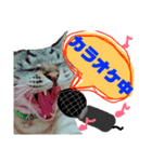 モモンガ（ふぅた）猫（リン）の日常2（個別スタンプ：3）