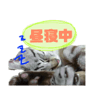 モモンガ（ふぅた）猫（リン）の日常2（個別スタンプ：4）