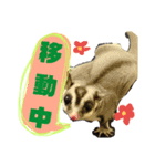 モモンガ（ふぅた）猫（リン）の日常2（個別スタンプ：5）