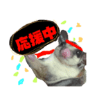 モモンガ（ふぅた）猫（リン）の日常2（個別スタンプ：6）