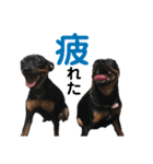 ミニピン家族（個別スタンプ：10）