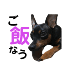 ミニピン家族（個別スタンプ：17）
