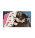 猫のしま2（個別スタンプ：1）