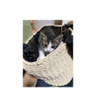 猫のしま2（個別スタンプ：2）