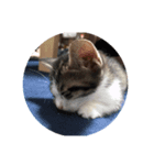 猫のしま2（個別スタンプ：3）