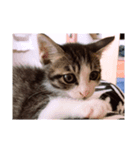 猫のしま2（個別スタンプ：4）