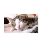 猫のしま2（個別スタンプ：5）