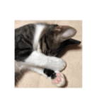 猫のしま2（個別スタンプ：6）