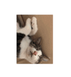 猫のしま2（個別スタンプ：7）