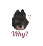 愛犬キクジロウの使える英語スタンプ（個別スタンプ：2）