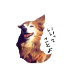 わんごころと秋の空2（個別スタンプ：1）