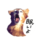 わんごころと秋の空2（個別スタンプ：2）