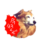 わんごころと秋の空2（個別スタンプ：3）