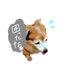 わんごころと秋の空2（個別スタンプ：4）