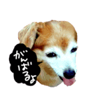 わんごころと秋の空2（個別スタンプ：5）