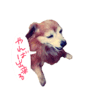 わんごころと秋の空2（個別スタンプ：7）